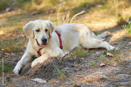 golden retriever puppy lies on the ground in the park, blurred background. A puppy of a golden retriever lies on a lawn in a park in autumn. a white golden retriever in the park. © Vladibulgakov