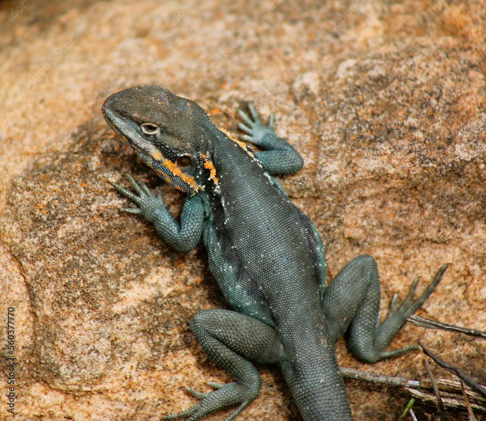 Obraz premium lizard on a stone