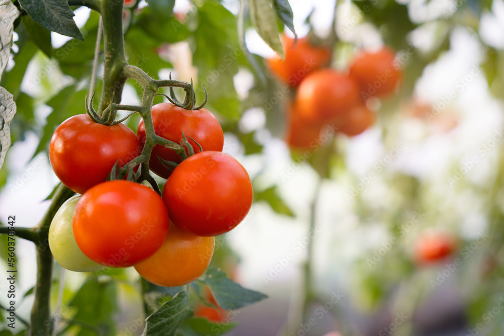 Ripe tomato cluster in greenhouse.