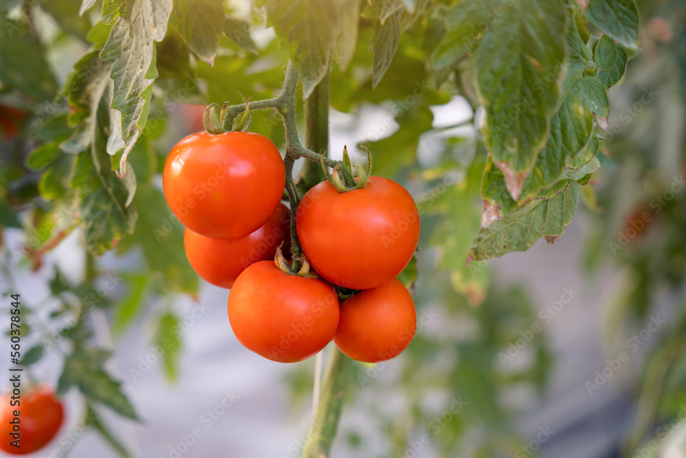 Ripe tomato cluster in greenhouse.