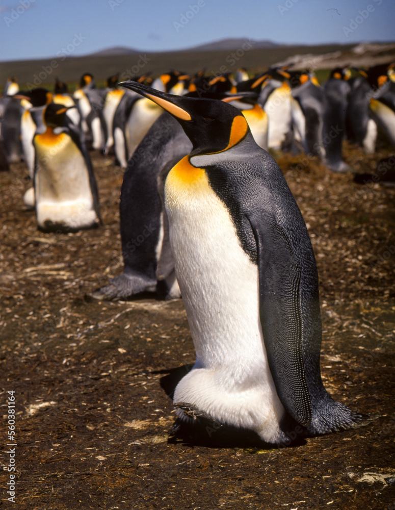 Obraz premium Manchot royal,.Aptenodytes patagonicus, King Penguin, Iles Falkland, Malouines