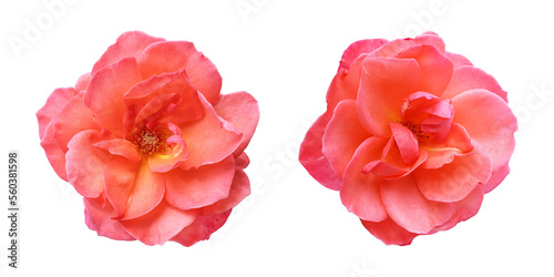 Orange rose flowers isolated on transparent background  © floralpro