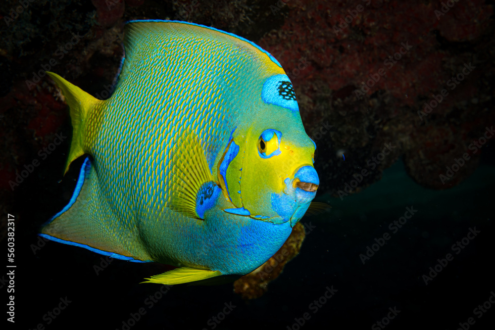 Naklejka premium The colours of a Queen Angelfish (Holacanthus ciliaris) on the reef off the Dutch Caribbean island of Sint Maarten