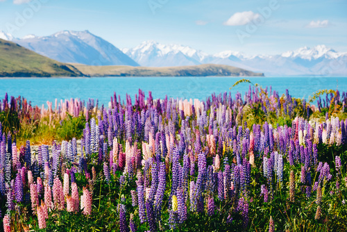 Photos Panorama landscape at Lake Tekapo and lupine flowers background in New Zealand