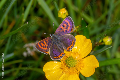 DE, NRW, Simmerath, 18.05.2022, Lycaena helle, Blauschillernder Feuerfalter, Männchen
