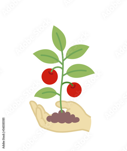 Hand holding young tree with fruits. Growth of plant. Care for nature. Vector editable illustration.