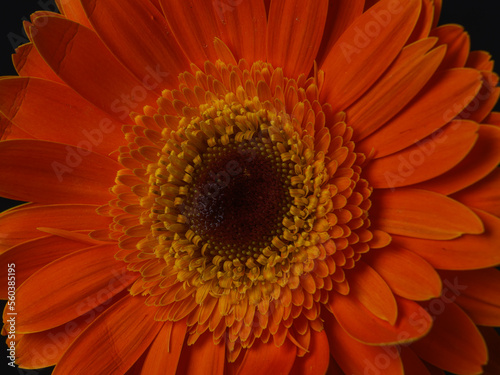 Beautiful orange gerbera daisy flower