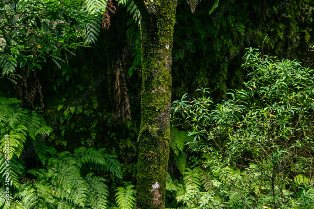 Fototapeta premium Vegetación en el Bosque de los tilos, en la isla de la Palma.