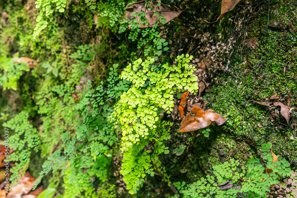 Vegetación en el Bosque de los tilos, en la isla de la Palma. Vegetación en el Bosque de los tilos, en la isla de la Palma.