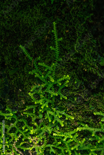 Vegetación en el Bosque de los tilos, en la isla de la Palma.