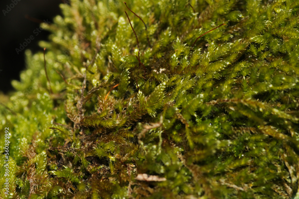 green moss plant macro photo