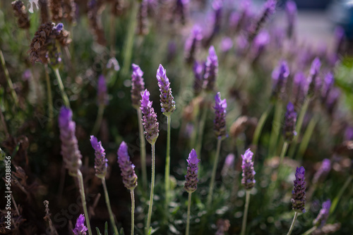 Lavandula or lavender flowers closeup. Mostly blurred flowery background