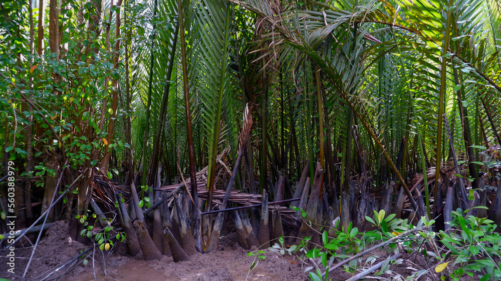 Fototapeta premium Forest habitat and nipa palm trees, in Belo Laut Village, Indonesia