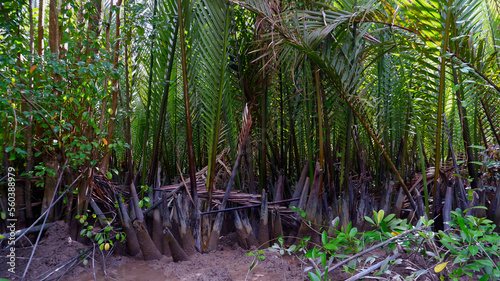 Forest habitat and nipa palm trees, in Belo Laut Village, Indonesia