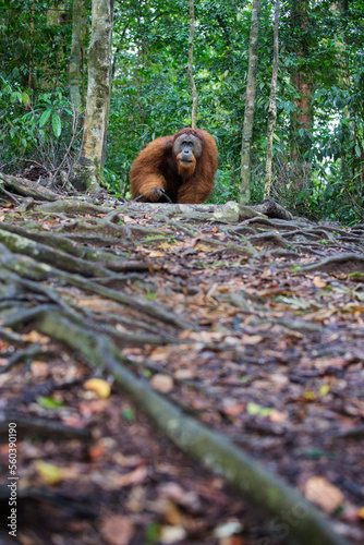 Male Sumatran orangutan (Pongo abelii) walking in forest photo