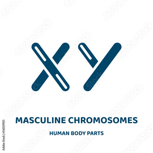 masculine chromosomes vector icon from human body parts collection. medical filled flat symbol for mobile concept and web design. Black body glyph icon. Isolated sign, logo illustration. Vector . photo