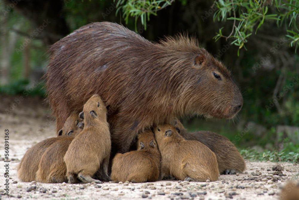 A swarm of baby Capybaras (hydrochaeris hydrochaeris) try to nurse from an adult female cabybara at Estancia Rincon del Socorro,