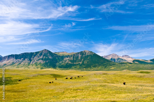 Plains buffalo roam the prairies in Waterton Lakes National Park. photo