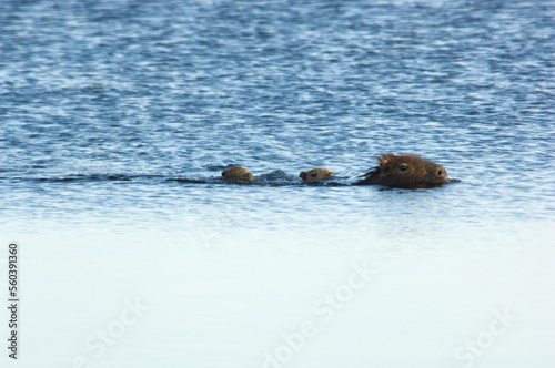 A female capybara (hydrochaeris hydrochaeris) and two babies swim through the waters of Laguna Parana, Estancia San Alonso, Este photo