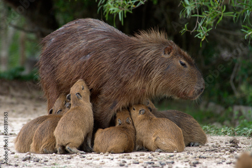 A swarm of baby Capybaras (hydrochaeris hydrochaeris) try to nurse from an adult female cabybara at Estancia Rincon del Socorro, photo