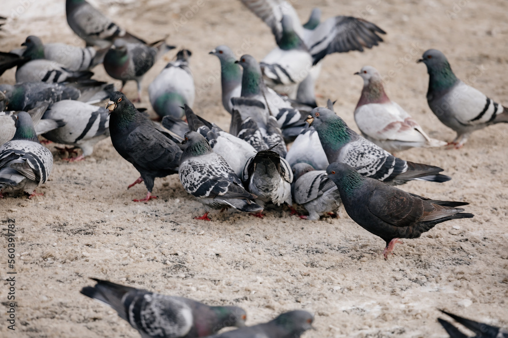 Fototapeta premium Flock of gray pigeons fight for food on dirty snow in winter day, birds peck at piece of bread and food crumbs in city center of Prague, pigeons sort things out and flap their wings, urban landscape