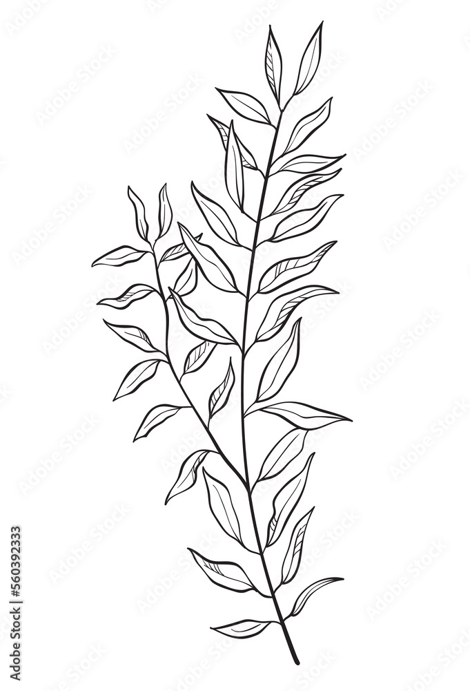 Obraz premium Hand drawn of wild herb. Black outline plant drawing isolated on white background.