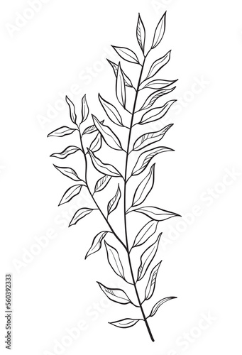 Hand drawn of wild herb. Black outline plant drawing isolated on white background.