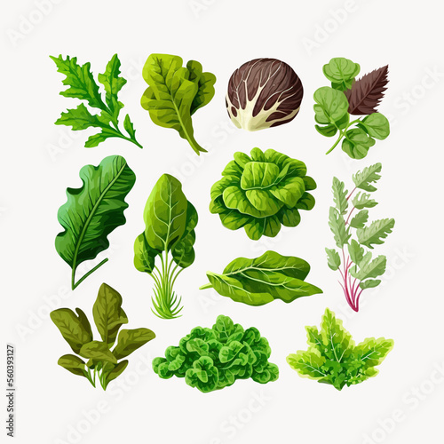 Leafy salad green. Isolated on background. Cartoon flat vector illustration