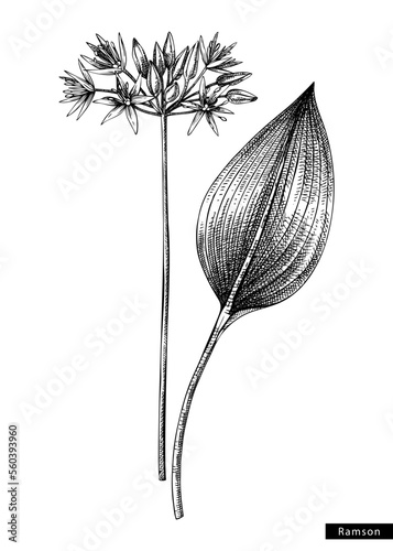 Ramsons flower sketch in engraved style. Floral branch with buds and leaves. Black contoured wild garlic drawing. Botanical vector illustration of spring woodland plant isolated on white background photo