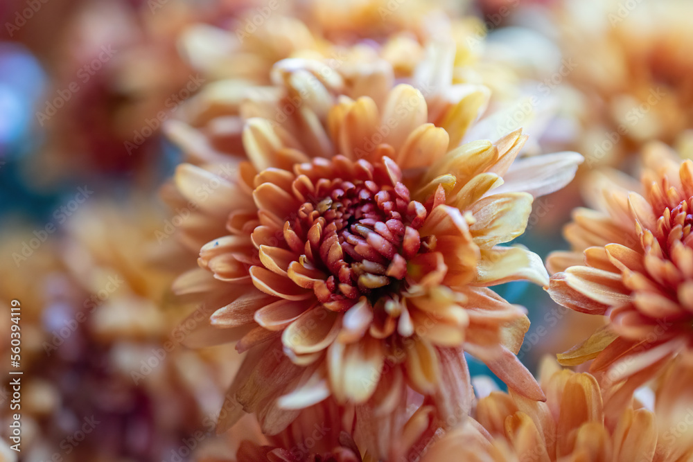 beautiful autumn orange-brown chrysanthemum flowers. Desktop wallpapers, selective focus, close-up, macro photo beautiful autumn orange-brown chrysanthemum flowers. Desktop wallpapers, selective focus, close-up, macro photo