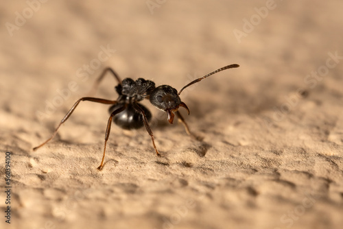 Macro photo of black ant on the floor. © backiris