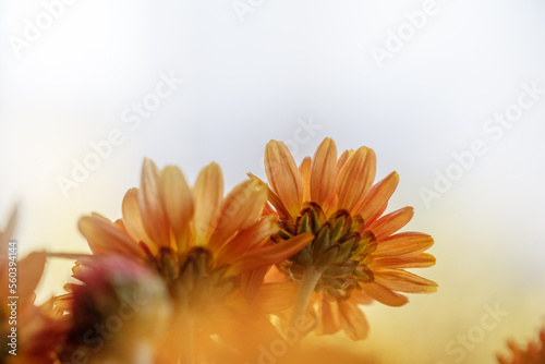 beautiful orange autumn chrysanthemum flower at sunset, close-up, selective focus, desktop wallpaper