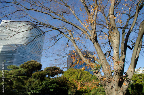 Japanese zelkova Zelkova serrata and skyscrapers in the background. Hamarikyu Gardens. Tokyo. Honshu. Japan. photo