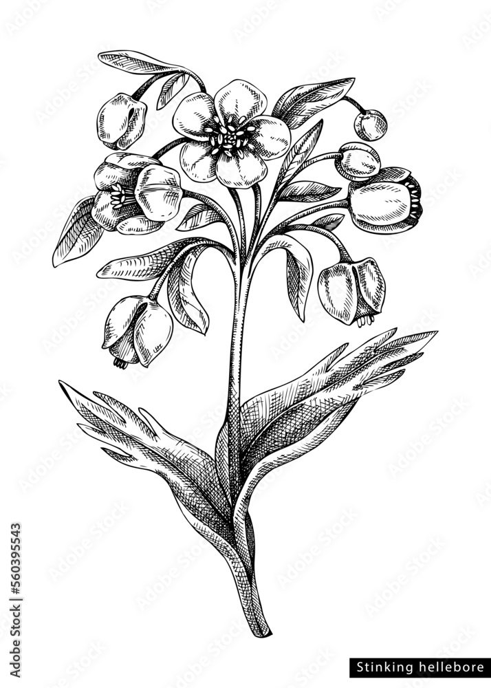 Hellebore flower sketch in engraved style. Floral branch with buds and