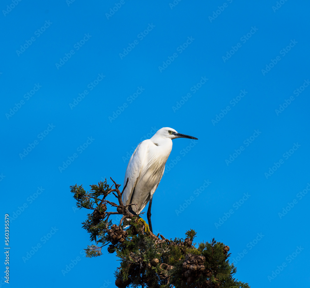 Egret perched on top of a tree. Egret perched on top of a tree.