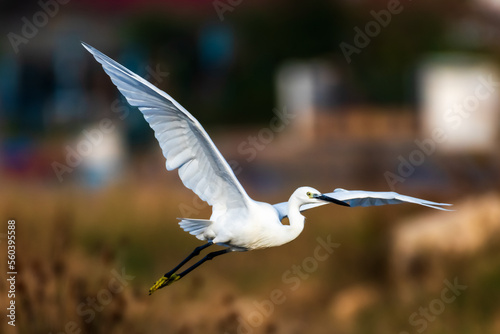 Little egret flying