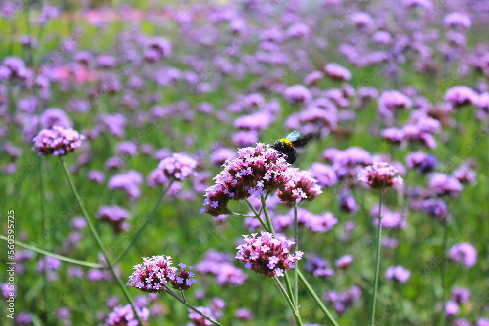 The Verbena Flower and black bee, verbena is a Beautiful Perennial