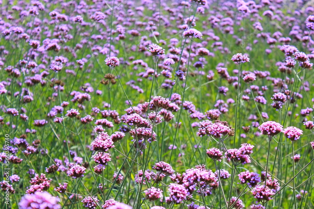The Verbena Flower, verbena is a Beautiful Perennial Plant That Blooms in Pots and Summer Planters, field of flowers The Verbena Flower, verbena is a Beautiful Perennial Plant That Blooms in Pots and Summer Planters, field of flowers