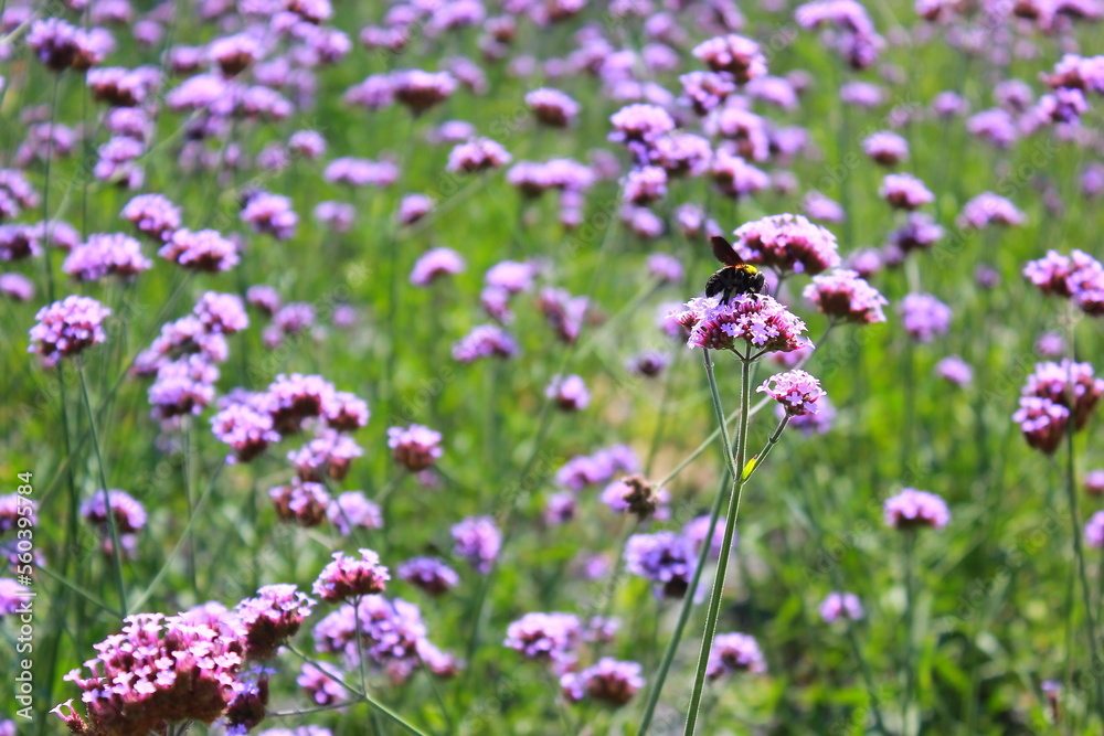 The Verbena Flower and black bee, verbena is a Beautiful Perennial Plant That Blooms in Pots and Summer Planters, field of flowers