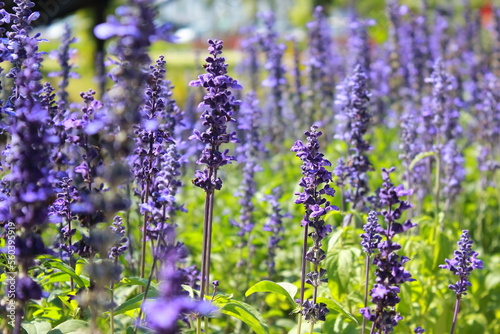 Blue Salvia or Mealy Cap Sage is a beautiful color that attracts many kinds of insects such as bees. , lavender field in region