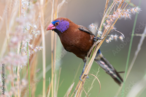 Granatina granatina - Violet-eared Waxbill - Cordonbleu grenadin