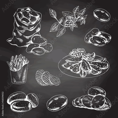 Hand drawn sketch style set illustration of ripe potatoes. White sketch isolated on black chalkboard. Illustration for print, web, mobile and infographics isolated on white background.