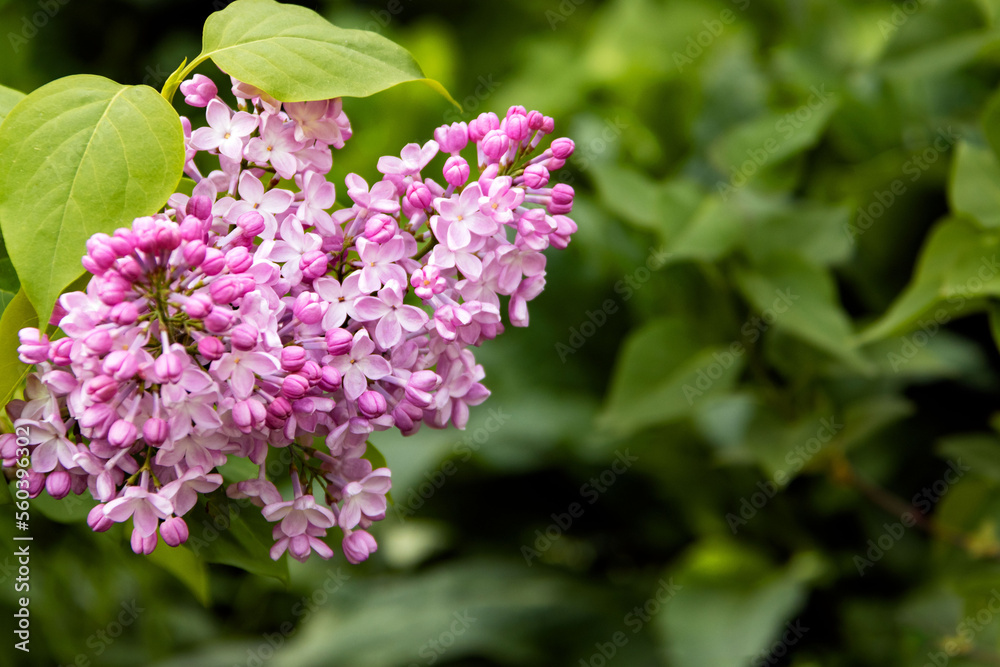 Spring floral background. Lilac flowers in the garden. Spring floral background. Lilac flowers in the garden.