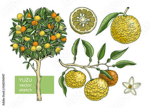 Yuzu set with decorative tree, branch, fruit, leaves, and flowers in engraving style. Exotic plant illustrations collection in color. Citrus tree botanical drawing. Vegetarian food sketches