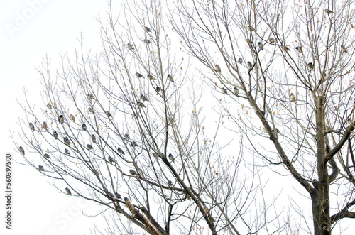 White-cheeked starlings Spodiopsar cineraceus perched on a tree. Hamarikyu Gardens. Tokyo. Japan. photo