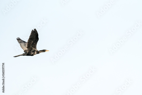 Cormorant bird in flight flying against a light blue sky background 