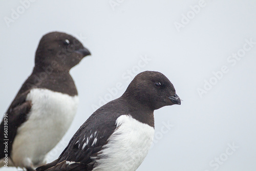 Little auk roosting on their rocky nests in Svalbard, Arctic 