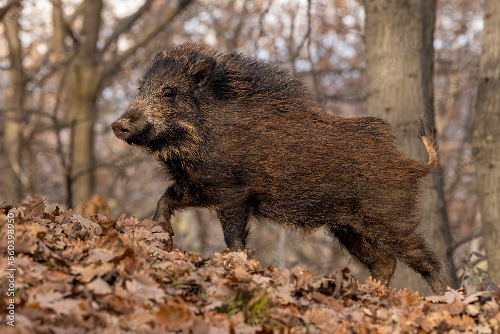 cinghiale adulto nella collina torinese cinghiale adulto nella collina torinese