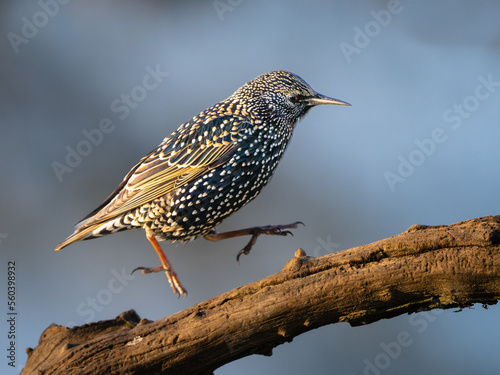 Starling Bird Hopping up a tree branch with blue diffused background