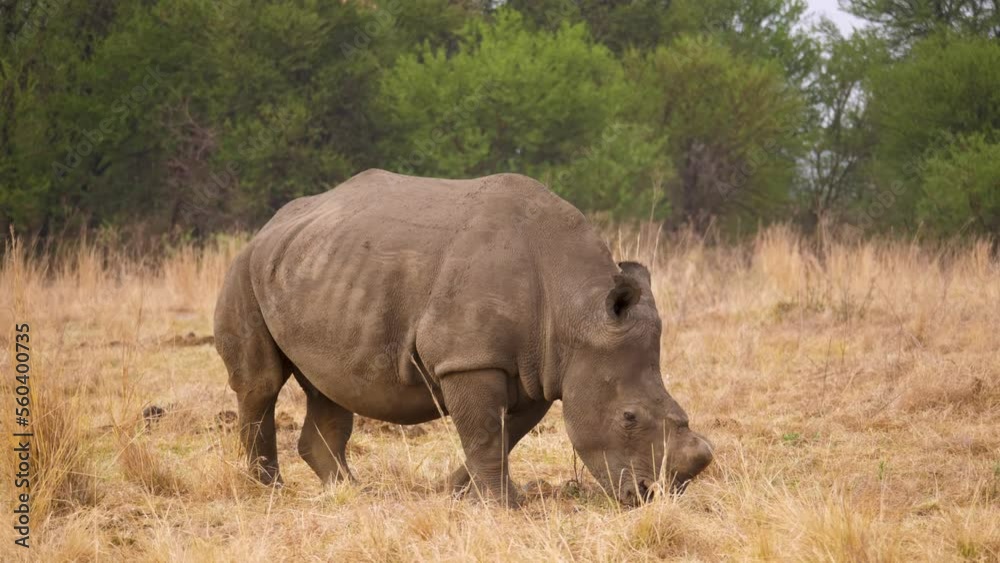 a female white rhinoceros walks slowly and eats the grass of the savannah in south africa. close-up shot a female white rhinoceros walks slowly and eats the grass of the savannah in south africa. close-up shot